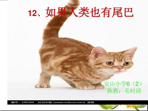 鄂教版六年级语文课件如果人类有了尾巴