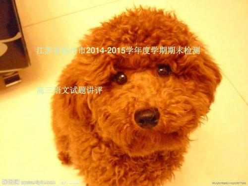江苏省扬州市2014-2015学年度第一学期期末检测高三语文试题讲评ppt