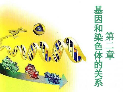 高二生物《减数分裂和受精作用》课件