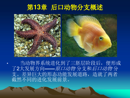 第13章 后口动物分支
