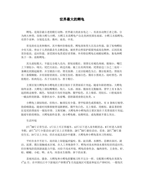 世界最大的鳄龟