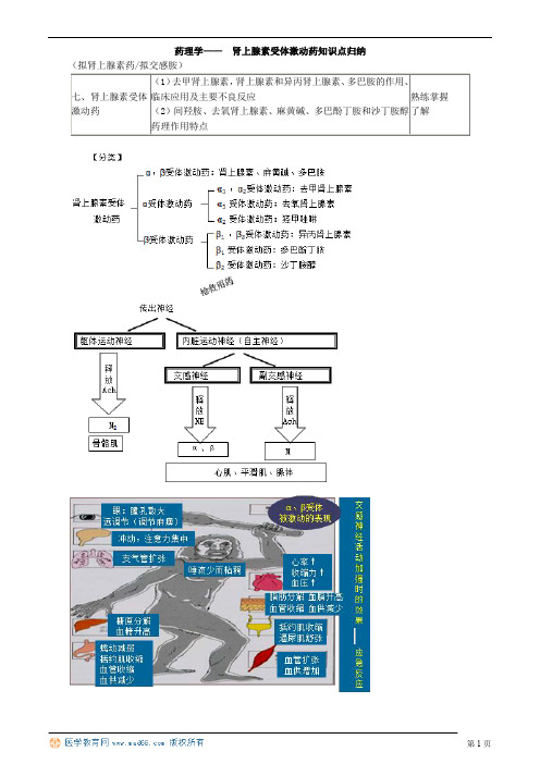 药理学—— 肾上腺素受体激动药知识点归纳