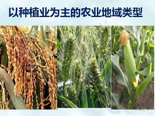 人教版地理必修二3.2《以种植业为主的农业地域类型》授课课件(共27张PPT)