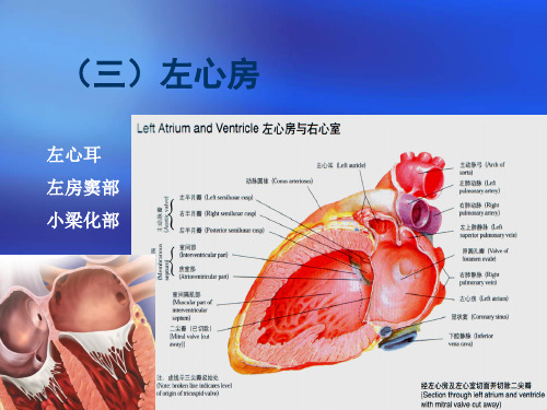 心脏三维解剖分析(左心)