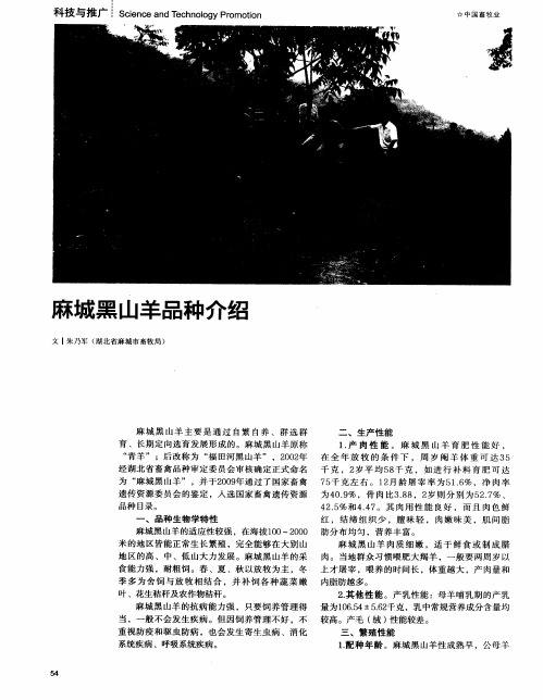 麻城黑山羊品种介绍