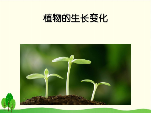 教科版《植物的生长变化》精品教学课件1