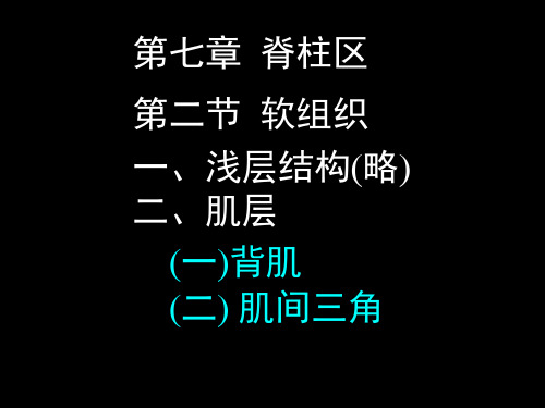 1背部软组织