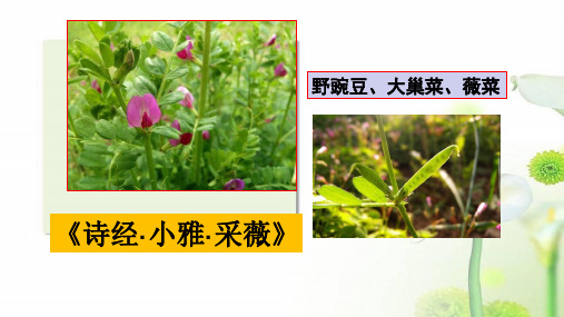 《采薇》教学ppt课件