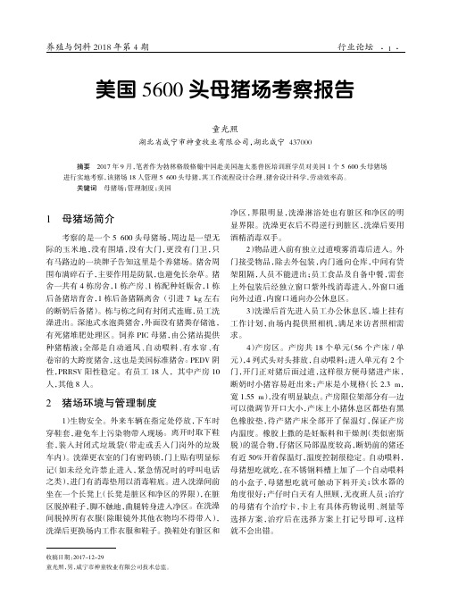 美国5600头母猪场考察报告