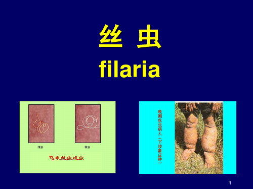 丝虫病PPT医学课件