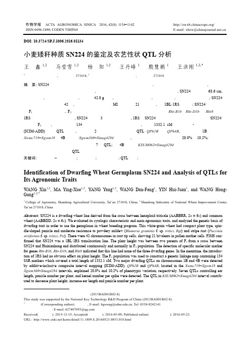 小麦矮秆种质SN224的鉴定及农艺性状QTL分析