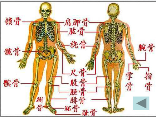 八年级生物上册第五单元第二章第一节动物的运动课件(新人教版)_11-15