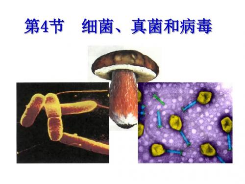【初中生物】细菌、真菌和病毒PPT课件2