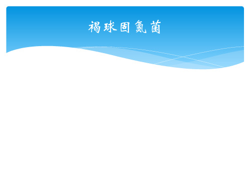 褐球固氮菌