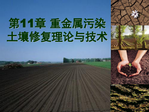 第11章-重金属污染土壤修复理论与技术(4h) 环境土壤学