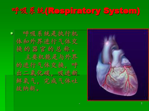呼吸系统(Respiratory System)ppt课件