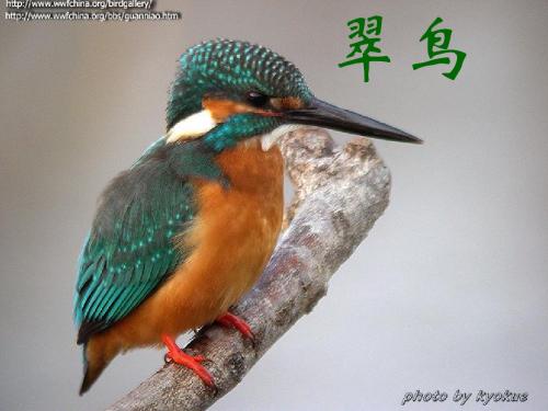 3)三年级语文上册课翠鸟课件