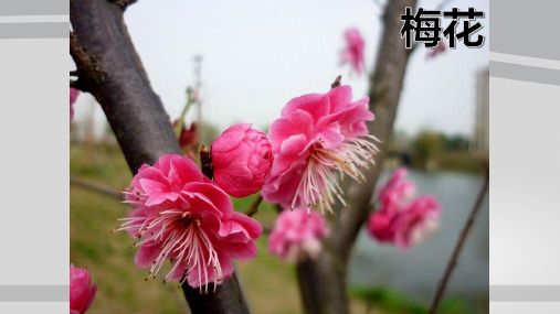 人教版七年级上册3.2.3开花和结果课件 (共29张PPT)
