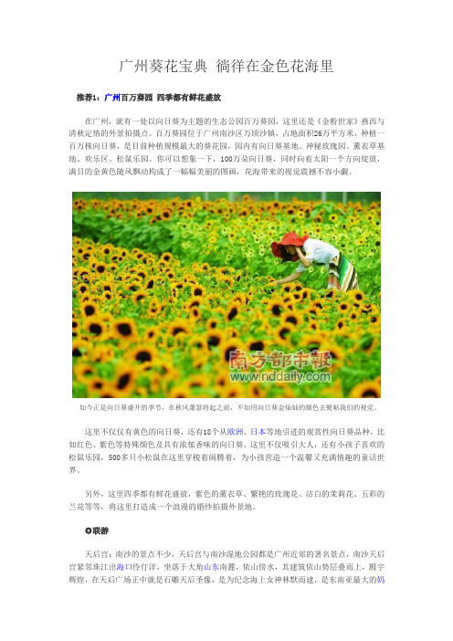 广州葵花宝典 徜徉在金色花海里