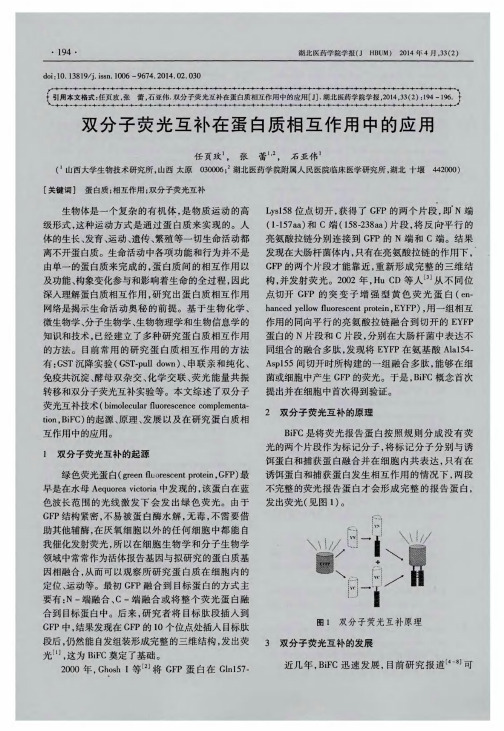 双分子荧光互补在蛋白质相互作用中的应用