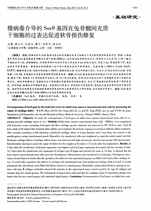 慢病毒介导的Sox9基因在兔骨髓间充质干细胞的过表达促进软骨损伤修复