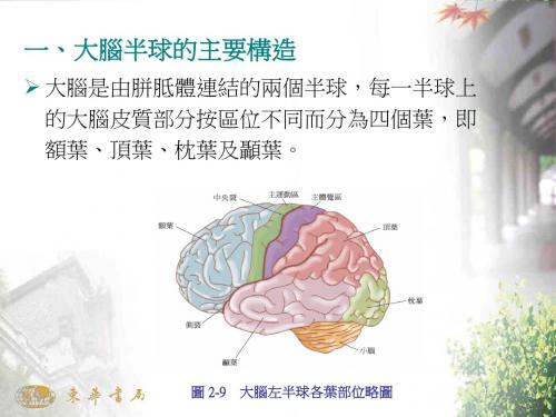 大脑半球的主要构造