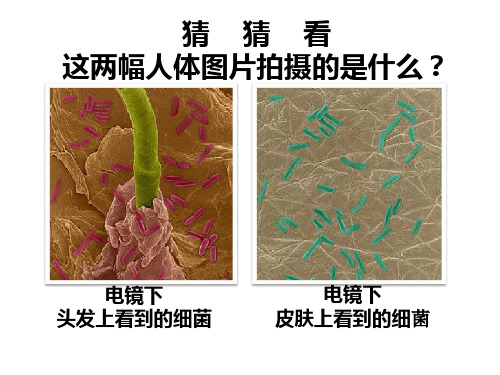人教版生物八年级下册8.1.2免疫与计划免疫 课件1