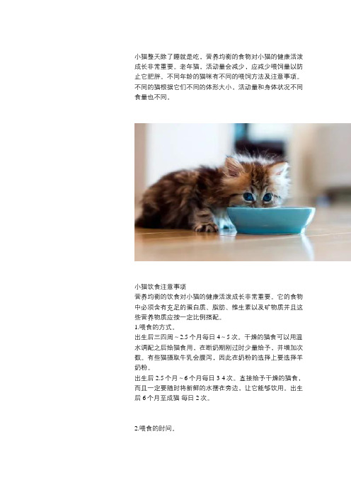 猫咪在不同阶段的喂养方法和注意事项