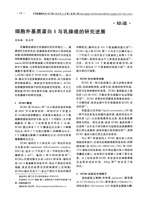 细胞外基质蛋白1与乳腺癌的研究进展
