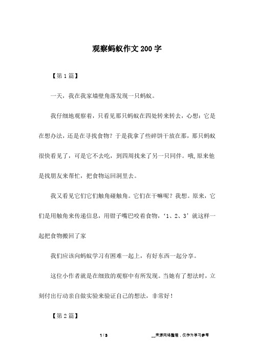 观察蚂蚁作文200字