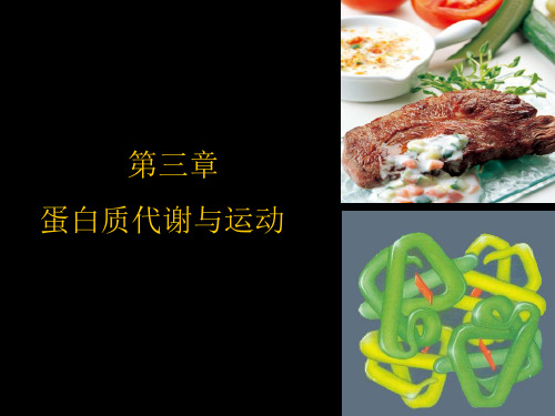 蛋白质代谢与运动