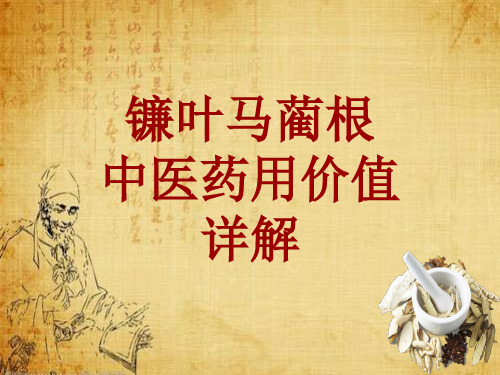 中药学_镰叶马蔺根_药材详解课件模板