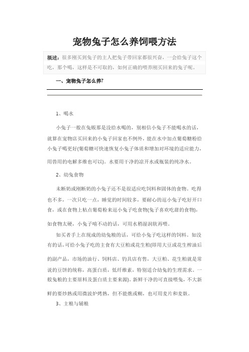 宠物兔子怎么养饲喂方法
