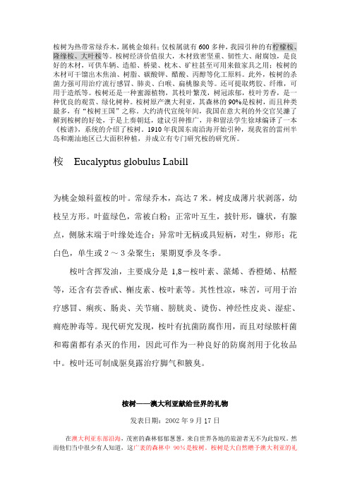 桉树