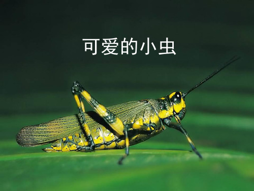 (精选)一年级美术上册第10课可爱的小虫PPT课件4岭南版