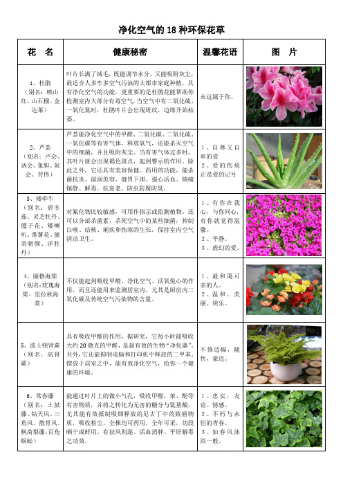 净化空气的18种环保花草