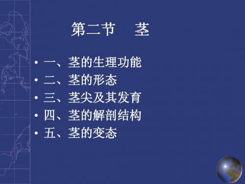 植物的营养器官-茎