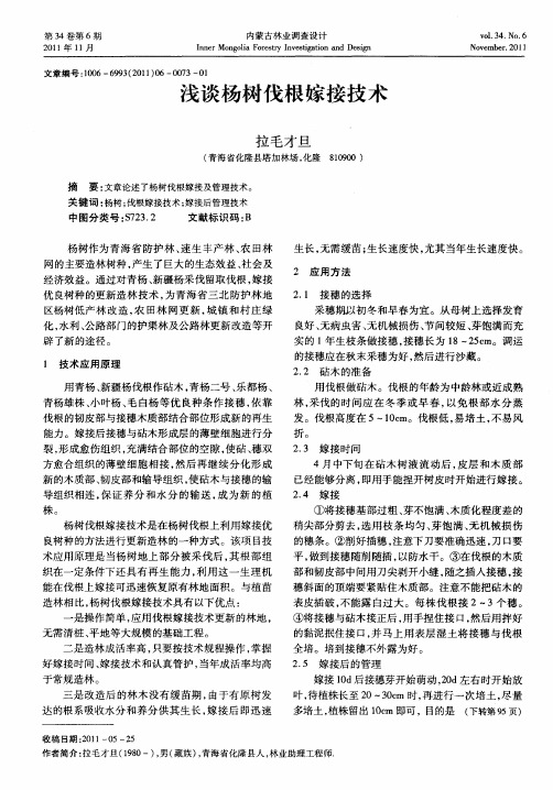 浅谈杨树伐根嫁接技术