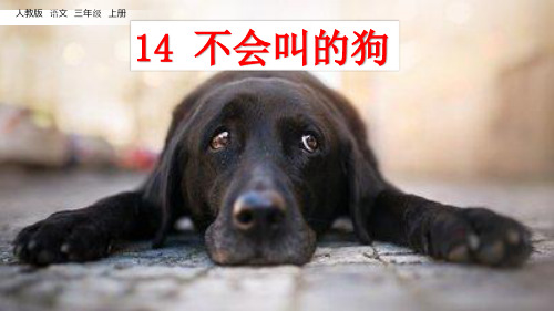 部编人教版三年级语文上册第14课《不会叫的狗》优质PPT课件