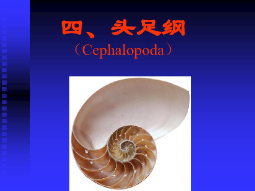 第三章(3)软体动物(头足类)