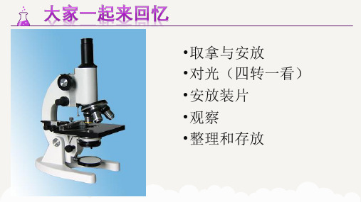 观察植物细胞结构  公开课