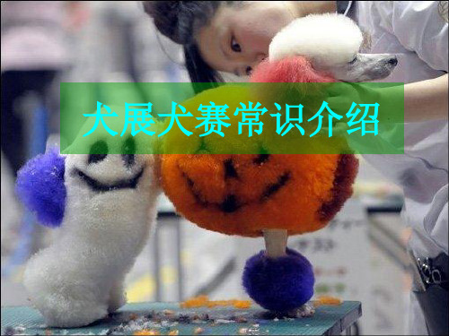 宠物鉴赏-犬展犬赛常识