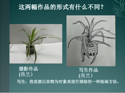 《植物写生》课件