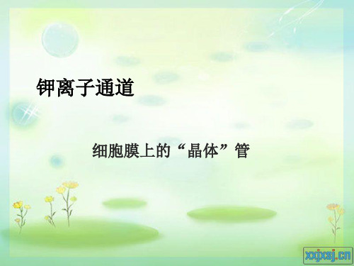钾离子通道