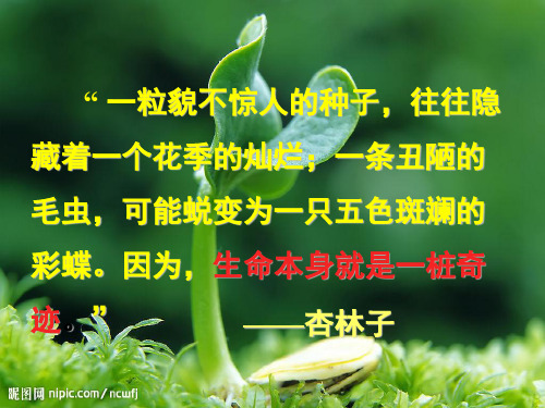 六年级上册语文课件2《生命,生命》｜鲁教版 (共28张PPT)