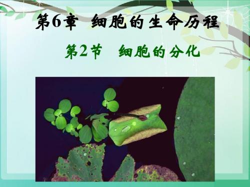 人教版高中生物必修1第6章 细胞的生命历程第2节《细胞的分化》参考课件2(共19张PPT)