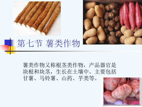 2.7 薯类作物