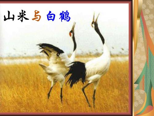 山米与白鹤PPT4 语文版