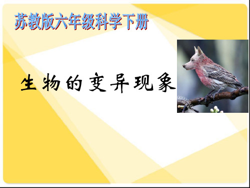 六年级下册科学课件生物的变异现象 苏教版 (共9页)PPT