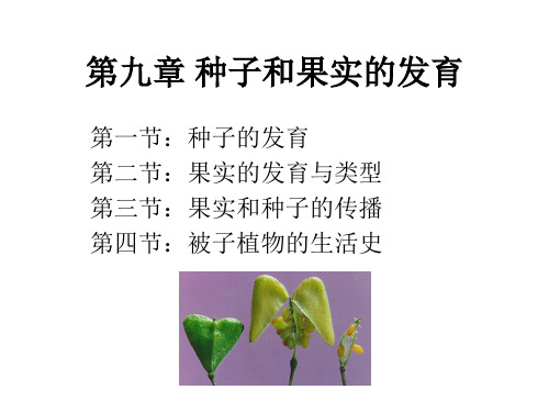 [农学]被子植物的种子和果实的发育与结构